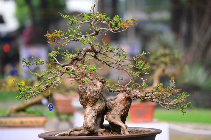 Hội Hoa Xuân TP HCM 2018: Ngất ngây trước kỳ hoa dị thảo - Ảnh 3. Hội Hoa Xuân TP HCM 2018: Ngất ngây trước kỳ hoa dị thảo - Ảnh 3.