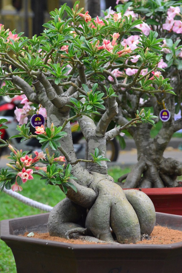 Hội Hoa Xuân TP HCM 2018: Ngất ngây trước kỳ hoa dị thảo - Ảnh 14. Hội Hoa Xuân TP HCM 2018: Ngất ngây trước kỳ hoa dị thảo - Ảnh 14.