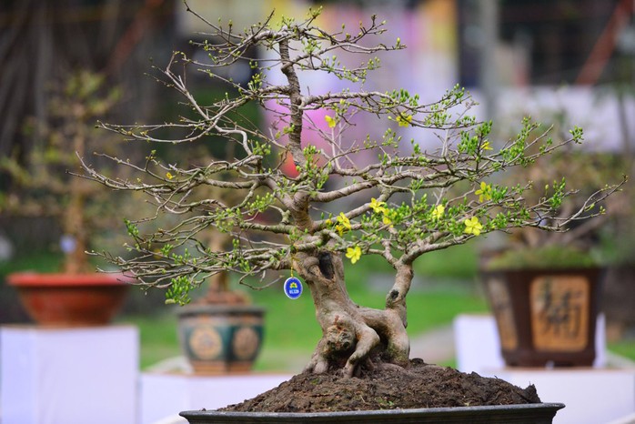 Hội Hoa Xuân TP HCM 2018: Ngất ngây trước kỳ hoa dị thảo - Ảnh 2. Hội Hoa Xuân TP HCM 2018: Ngất ngây trước kỳ hoa dị thảo - Ảnh 2.