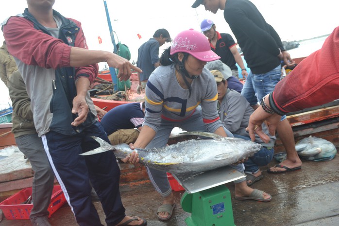 Bội thu mùa cá cuối năm tại ngư trường Hoàng Sa - Ảnh 3.