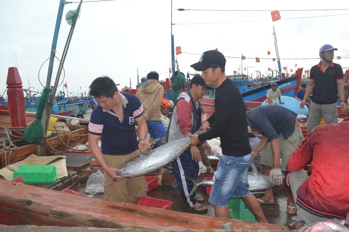 Bội thu mùa cá cuối năm tại ngư trường Hoàng Sa - Ảnh 4.