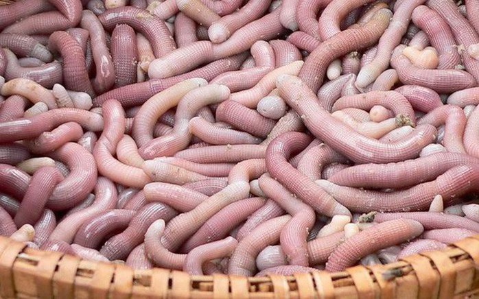 Nhìn rất đáng sợ nhưng đây là mì chính đắt như vàng ròng - Ảnh 1. Nhìn rất đáng sợ nhưng đây là mì chính đắt như vàng ròng - Ảnh 1.