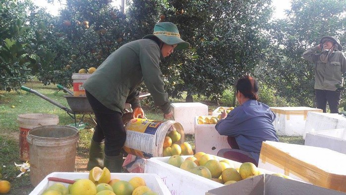 Đặc sản Tết: Cam V2 được chăm sóc đặc biệt, ngọt chín vàng óng - Ảnh 2. Đặc sản Tết: Cam V2 được chăm sóc đặc biệt, ngọt chín vàng óng - Ảnh 2.
