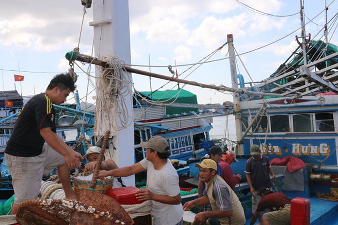 Ngư dân Ninh Thuận trúng đậm cá cơm sau Tết - Ảnh 2.