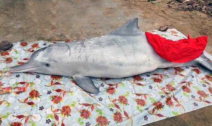 Đầu năm, cá voi và cá heo chết cùng trôi dạt vào biển Cửa Hiền - Ảnh 1.