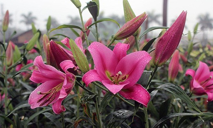 Những nông sản rớt giá thê thảm sau Tết Nguyên đán - Ảnh 1. Những nông sản rớt giá thê thảm sau Tết Nguyên đán - Ảnh 1.