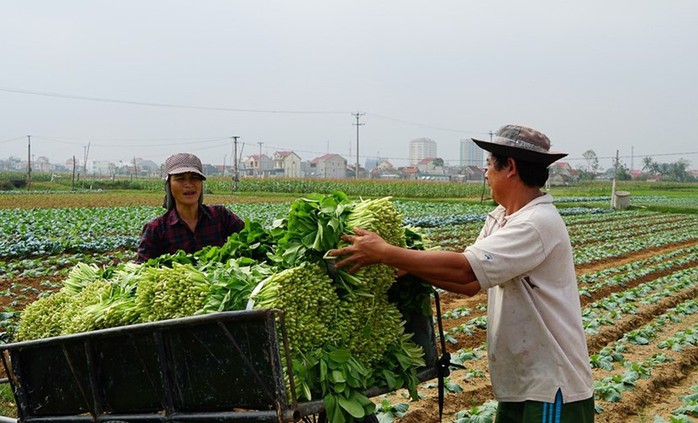 Những nông sản rớt giá thê thảm sau Tết Nguyên đán - Ảnh 9. Những nông sản rớt giá thê thảm sau Tết Nguyên đán - Ảnh 9.