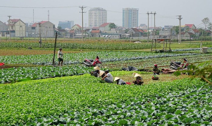 Những nông sản rớt giá thê thảm sau Tết Nguyên đán - Ảnh 10. Những nông sản rớt giá thê thảm sau Tết Nguyên đán - Ảnh 10.
