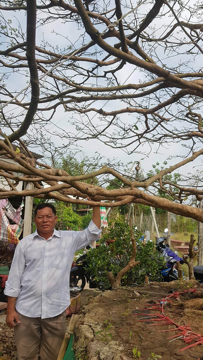 Cận cảnh lão mai 90 năm được rao bán 1,6 tỉ đồng ở Cần Thơ - Ảnh 3.