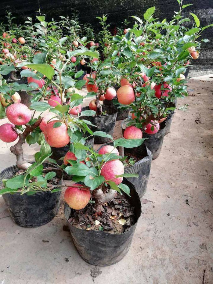 Sự thật không ngờ về táo đỏ Trung Quốc trưng Tết - Ảnh 2.
