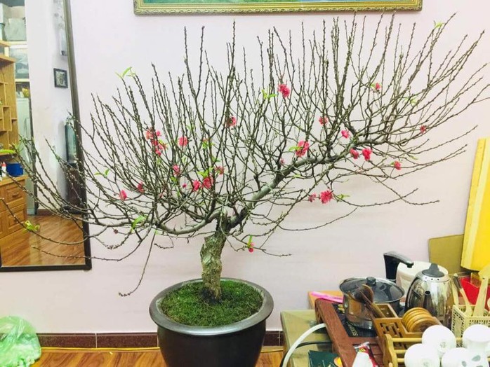 Cách chọn đào, quất đẹp chơi Tết - Ảnh 2. Cách chọn đào, quất đẹp chơi Tết - Ảnh 2.