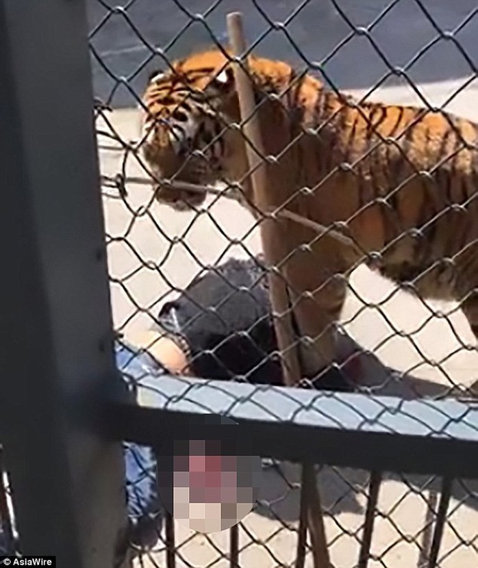 Nhân viên sở thú Trung Quốc bị cọp nuôi từ bé vồ chết - Ảnh 1.