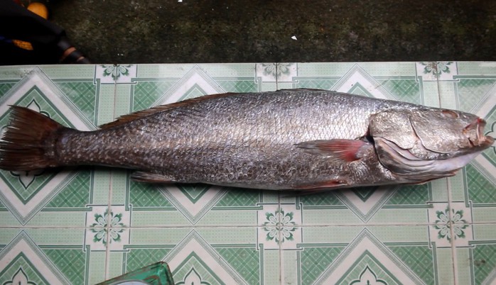 Câu được cá 10,5 kg, nghi sủ vàng quý hiếm - Ảnh 4.