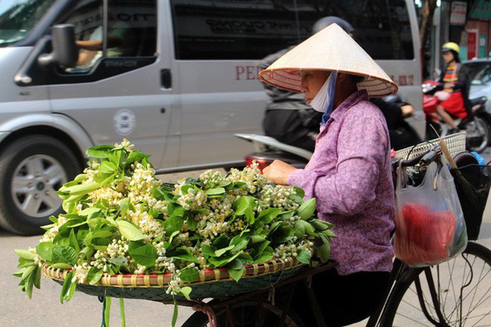 Truy tìm nguồn gốc hoa bưởi bán đầy phố Hà thành - Ảnh 2. Truy tìm nguồn gốc hoa bưởi bán đầy phố Hà thành - Ảnh 2.