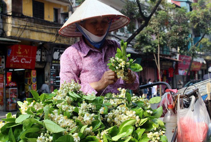 Truy tìm nguồn gốc hoa bưởi bán đầy phố Hà thành - Ảnh 3. Truy tìm nguồn gốc hoa bưởi bán đầy phố Hà thành - Ảnh 3.