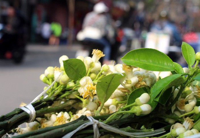 Truy tìm nguồn gốc hoa bưởi bán đầy phố Hà thành - Ảnh 4. Truy tìm nguồn gốc hoa bưởi bán đầy phố Hà thành - Ảnh 4.