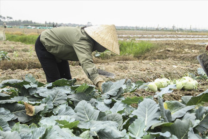 Nông dân ngậm ngùi phá bỏ su hào vì không bán được - Ảnh 6.