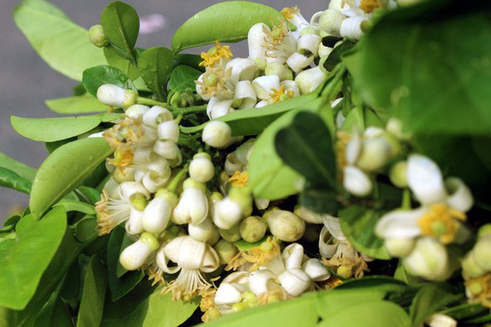 Truy tìm nguồn gốc hoa bưởi bán đầy phố Hà thành - Ảnh 7. Truy tìm nguồn gốc hoa bưởi bán đầy phố Hà thành - Ảnh 7.