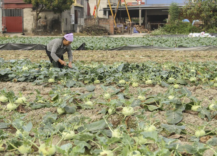 Nông dân ngậm ngùi phá bỏ su hào vì không bán được - Ảnh 10.