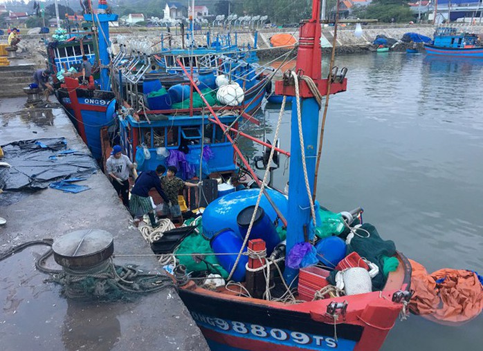 Một tàu cá ở Quảng Ngãi gặp đàn cá khủng khi vừa ra cửa biển - Ảnh 2.