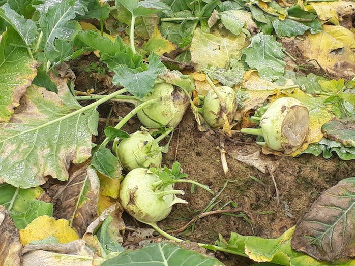 Nông sản rớt giá thê thảm, bán 1kg rau không mua nổi ly trà đá - Ảnh 3. Nông sản rớt giá thê thảm, bán 1kg rau không mua nổi ly trà đá - Ảnh 3.