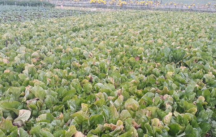 Nông sản rớt giá thê thảm, bán 1kg rau không mua nổi ly trà đá - Ảnh 4. Nông sản rớt giá thê thảm, bán 1kg rau không mua nổi ly trà đá - Ảnh 4.