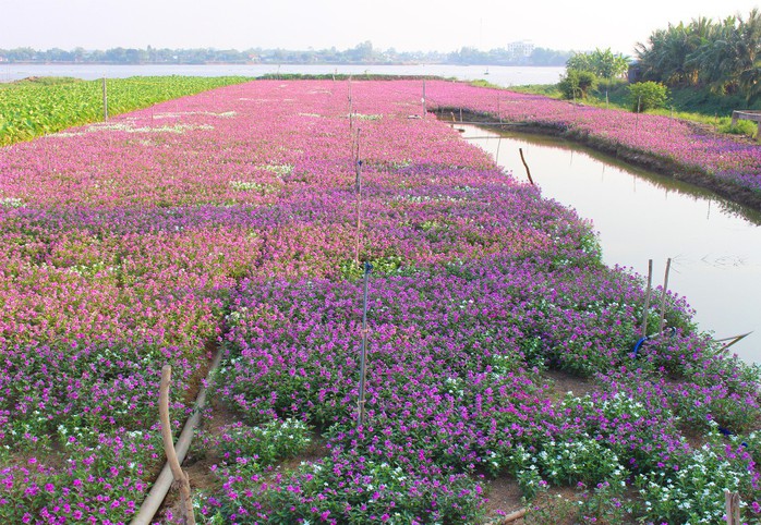 Cận cảnh cánh đồng hoa dừa cạn vạn người mê ở miền Tây - Ảnh 1. Cận cảnh cánh đồng hoa dừa cạn vạn người mê ở miền Tây - Ảnh 1.