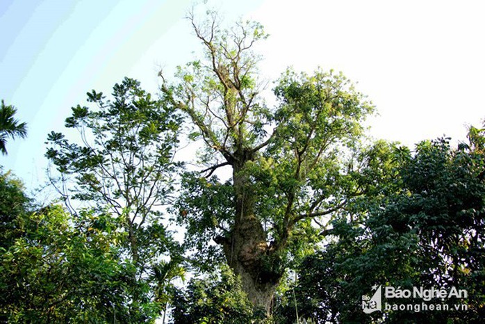 Điều thú vị về cây lội sống qua hơn 10 đời người ở đất Mường Quàng - Ảnh 1. Điều thú vị về cây lội sống qua hơn 10 đời người ở đất Mường Quàng - Ảnh 1.