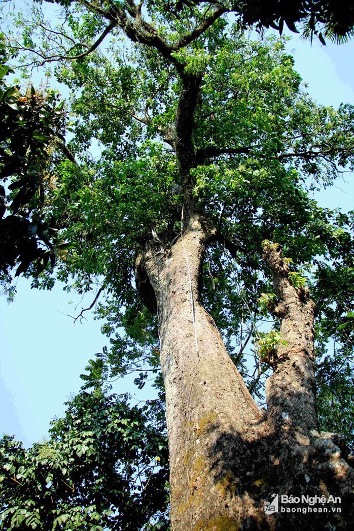 Điều thú vị về cây lội sống qua hơn 10 đời người ở đất Mường Quàng - Ảnh 2. Điều thú vị về cây lội sống qua hơn 10 đời người ở đất Mường Quàng - Ảnh 2.