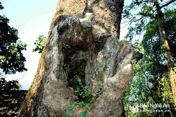 Điều thú vị về cây lội sống qua hơn 10 đời người ở đất Mường Quàng - Ảnh 3. Điều thú vị về cây lội sống qua hơn 10 đời người ở đất Mường Quàng - Ảnh 3.