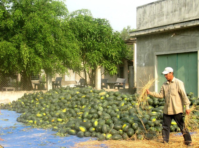 Trung Quốc mua mạnh, dưa hấu Bình Định tăng giá gấp đôi - Ảnh 1.