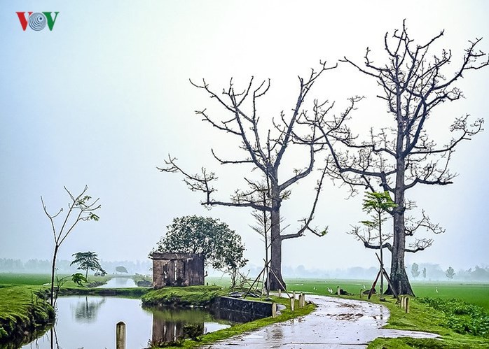 Đẹp nao lòng mùa hoa gạo tháng Ba - Ảnh 9. Đẹp nao lòng mùa hoa gạo tháng Ba - Ảnh 9.