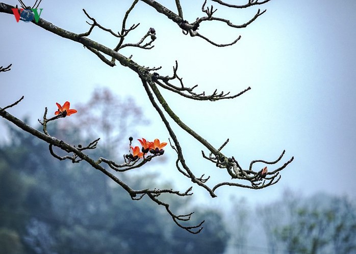 Đẹp nao lòng mùa hoa gạo tháng Ba - Ảnh 11. Đẹp nao lòng mùa hoa gạo tháng Ba - Ảnh 11.