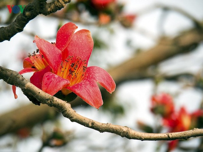 Đẹp nao lòng mùa hoa gạo tháng Ba - Ảnh 13. Đẹp nao lòng mùa hoa gạo tháng Ba - Ảnh 13.