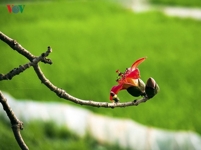 Đẹp nao lòng mùa hoa gạo tháng Ba - Ảnh 14. Đẹp nao lòng mùa hoa gạo tháng Ba - Ảnh 14.