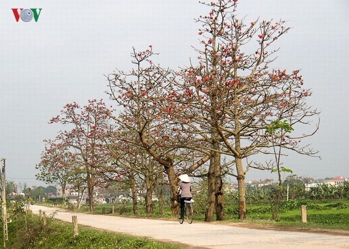 Đẹp nao lòng mùa hoa gạo tháng Ba - Ảnh 16. Đẹp nao lòng mùa hoa gạo tháng Ba - Ảnh 16.