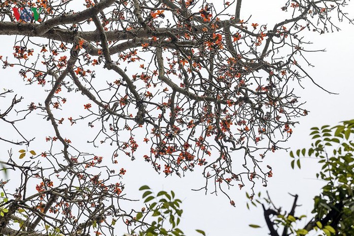 Đẹp nao lòng mùa hoa gạo tháng Ba - Ảnh 2. Đẹp nao lòng mùa hoa gạo tháng Ba - Ảnh 2.