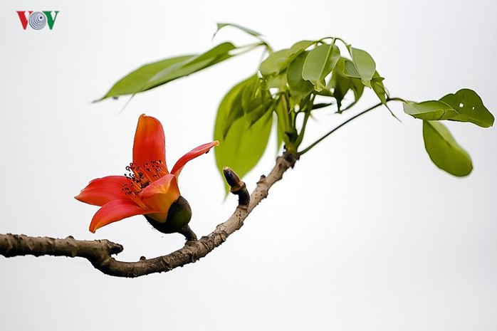 Đẹp nao lòng mùa hoa gạo tháng Ba - Ảnh 3. Đẹp nao lòng mùa hoa gạo tháng Ba - Ảnh 3.