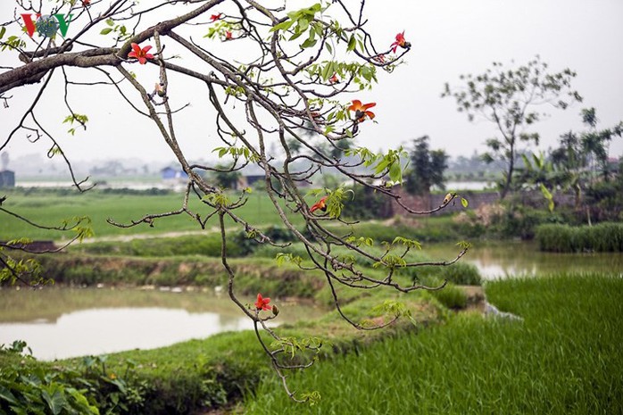 Đẹp nao lòng mùa hoa gạo tháng Ba - Ảnh 4. Đẹp nao lòng mùa hoa gạo tháng Ba - Ảnh 4.