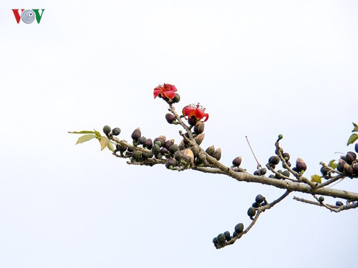 Đẹp nao lòng mùa hoa gạo tháng Ba - Ảnh 8. Đẹp nao lòng mùa hoa gạo tháng Ba - Ảnh 8.