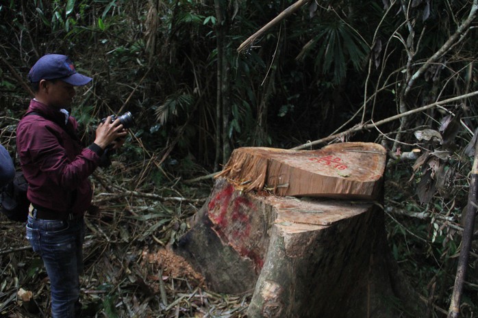 Phó chủ tịch Quảng Nam: Thấy rừng bị phá cảm giác như máu mình đổ xuống - Ảnh 4.