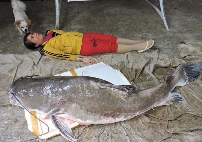 Mua được cá lăng khủng nặng hơn 85kg - Ảnh 1.