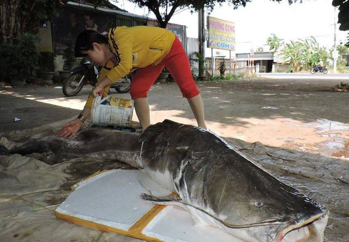 Mua được cá lăng khủng nặng hơn 85kg - Ảnh 2.