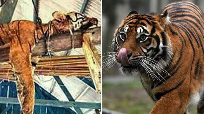 Giết hổ Sumatra vì tưởng là “kẻ biến hình” - Ảnh 1.