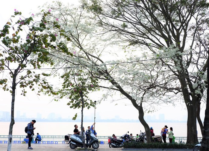 Mùa hoa sưa nở trắng trời Hà Nội - Ảnh 8. Mùa hoa sưa nở trắng trời Hà Nội - Ảnh 8.