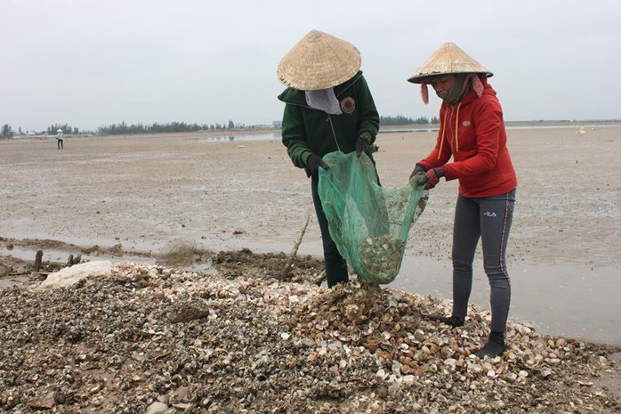 Nghêu bất ngờ chết trắng bãi - Ảnh 4.