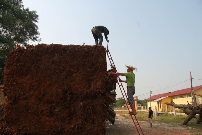 Nộp phạt 750.000 đồng, chủ hàng được nhận lại cây quái thú cuối cùng - Ảnh 2.