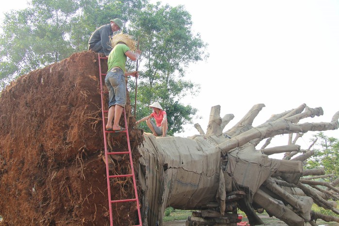 Nộp phạt 750.000 đồng, chủ hàng được nhận lại cây quái thú cuối cùng - Ảnh 1.