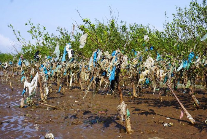Kinh hoàng cánh rừng rác khổng lồ ven bờ biển ở Thanh Hóa - Ảnh 1.
