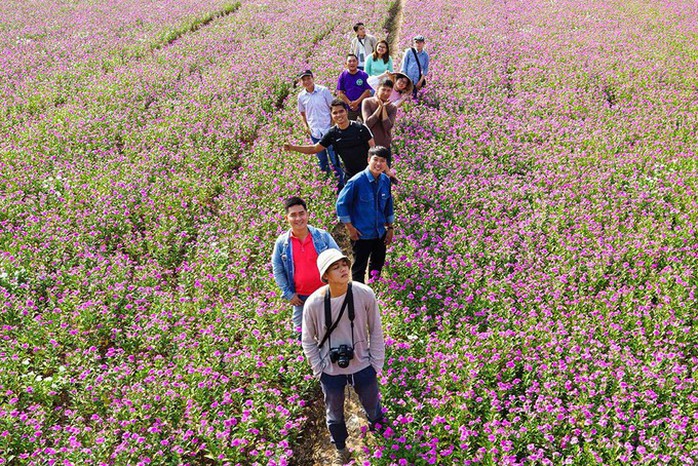 Những cánh đồng hoa gây sốt thời gian qua - Ảnh 5. Những cánh đồng hoa gây sốt thời gian qua - Ảnh 5.